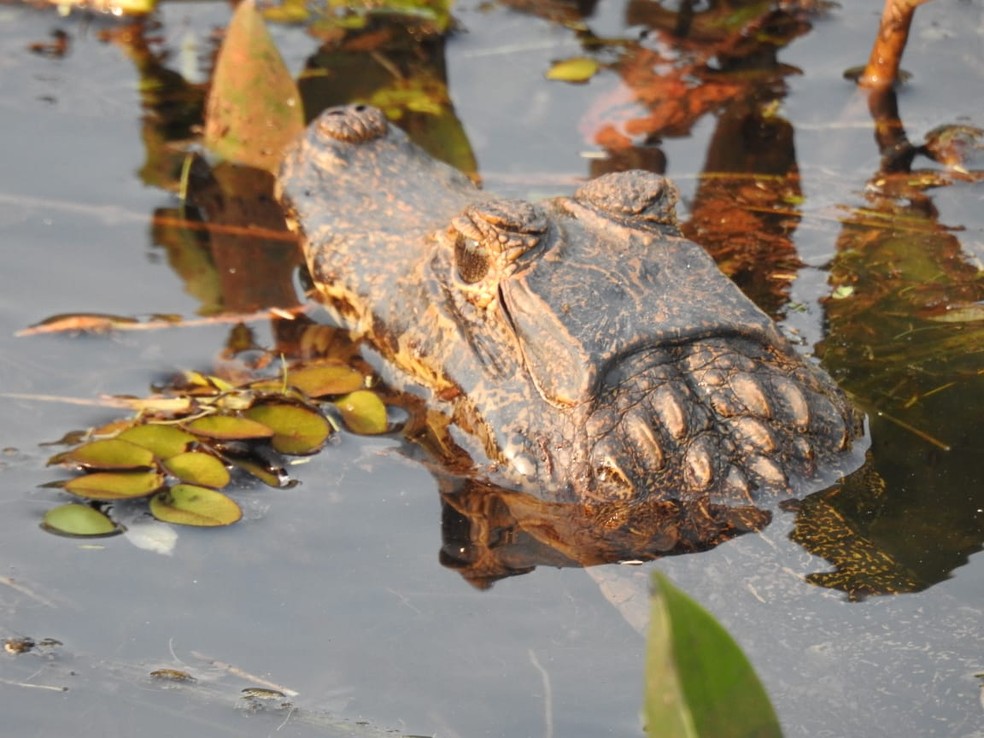 Jacaré-de-papo-amarelo (Caiman latirostris) — Foto: Johnny Michael Santos da Silva/Cedida