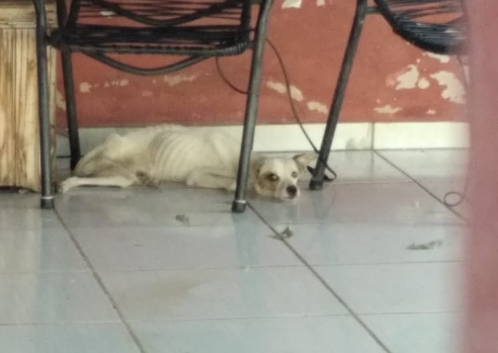 Conforme o laudo médico veterinário, o cachorro desnutrido, desidratado e com anemia profunda — Foto: Polícia Ambiental
