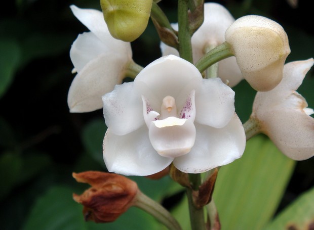 10 orquídeas com formatos inusitados - Casa e Jardim | Paisagismo