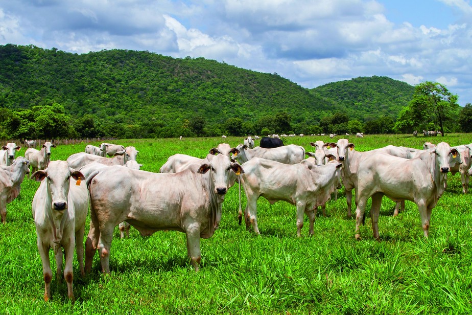 Na foto, criação de gado do pecuarista Caio Penido. 70% de seu rebanho têm manejo rotacionado para contribuir com a fixação do carbono no solo