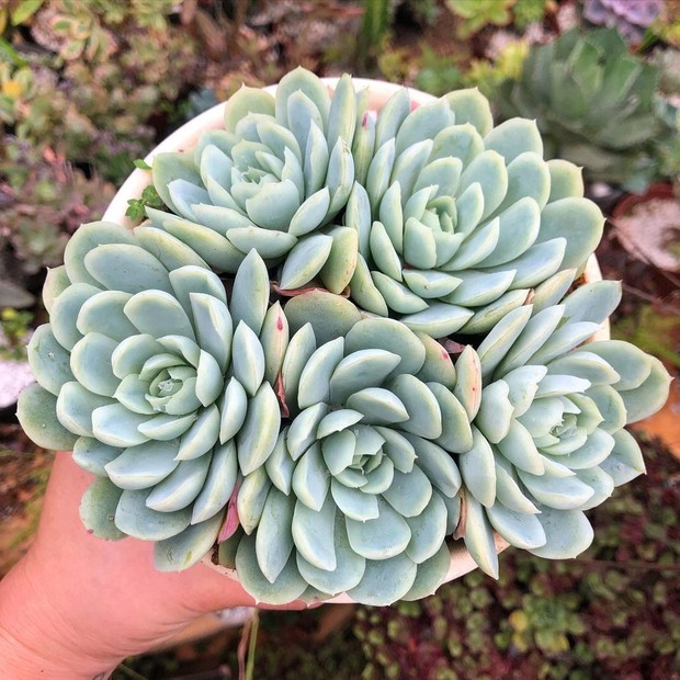 Todo sobre Echeveria elegans: suculenta conocida como bola de nieve mexicana (Foto: Reproducción / Instagram / @renatanositio)