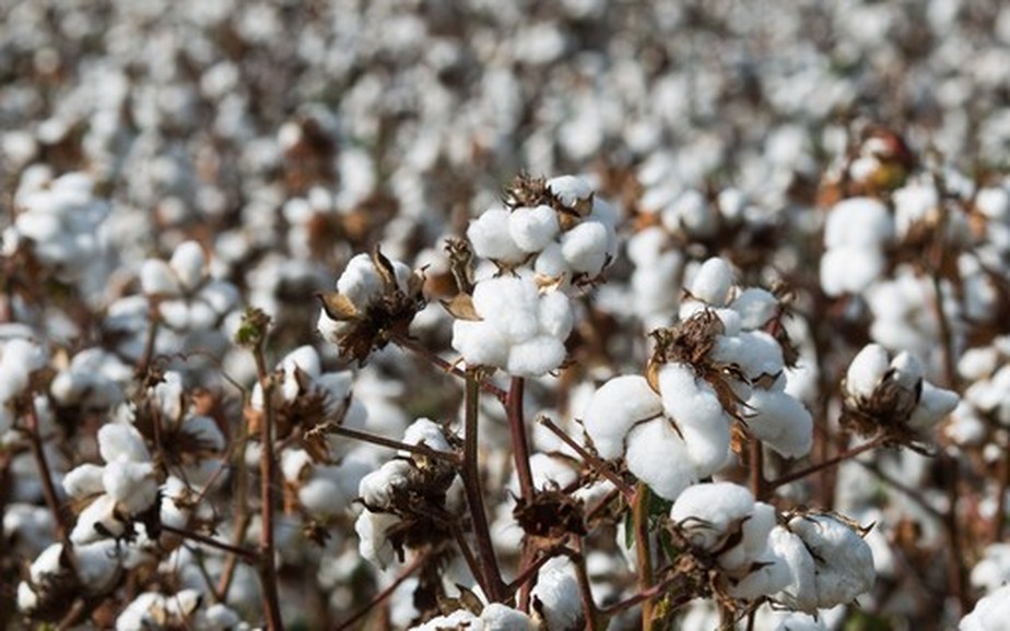 Em 2022, pelo quarto ano consecutivo, as exportações brasileiras de algodão bateram recorde em receita
