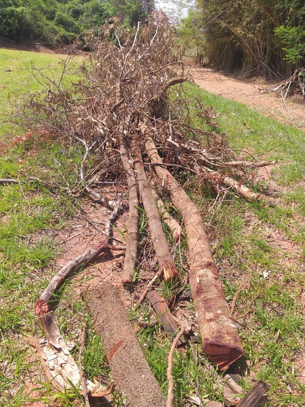 Fiscalização flagrou corte de árvores nativas em Martinópolis — Foto: Polícia Militar Ambiental