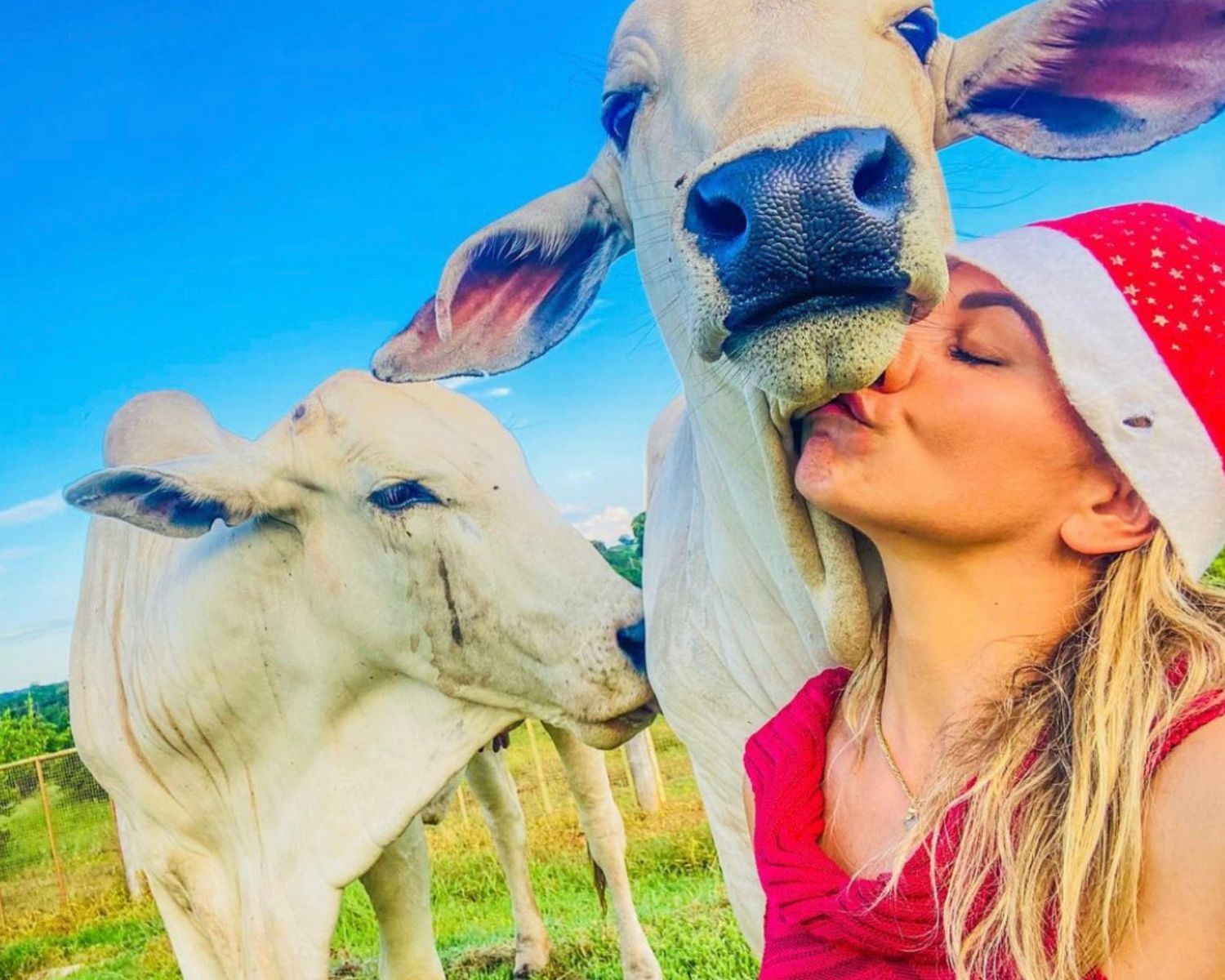 Théo é filho de vitória, primeira vaca de Lucia (Foto: Foto: Instagram / @lucia_brancadeneve / Reprodução)
