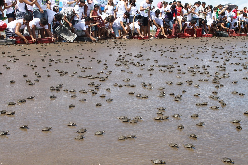 Instituições e moradores locais vão participar da soltura dos animais (Foto: Eliazar Bezerra/Ibama)