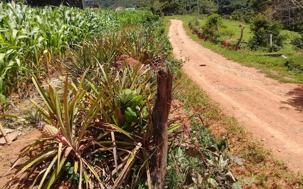 Frutas acompanham a estrada da entrada da fazenda de Waldineia em Carmo do Rio Claro (MG) — Foto: Arquivo Pessoal