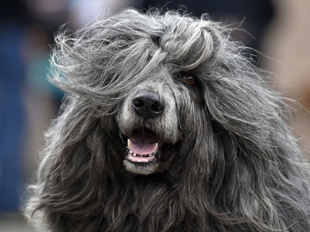Cão d'Água Português é fotografado em pose 'glamourosa' com seus cabelos ao vento em evento canino na Alemanha (Foto: Martin Meissner/AP)