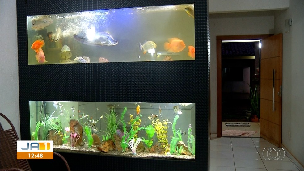 Morador De Palmas Monta Aquario Com Pedaco Do Recife Para Criar Peixe Palhaco Tocantins G1