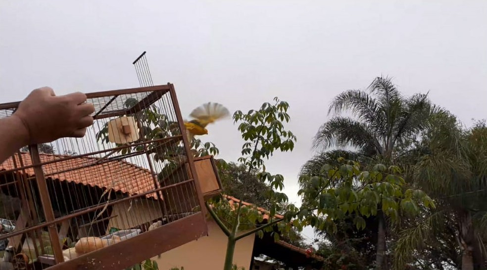 Pássaros apreendidos em Tietê foram devolvidos à natureza — Foto: Polícia Militar Ambiental/Divulgação