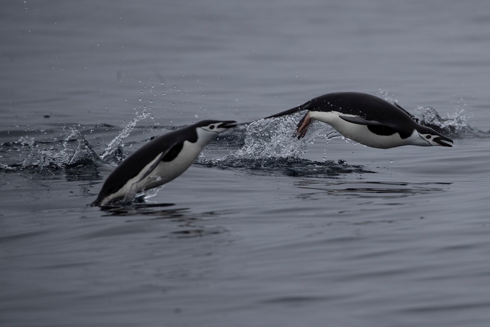 Mudanças climáticas reduzem população de pinguins de barbicha em até 77% na  Antártica | Natureza | G1