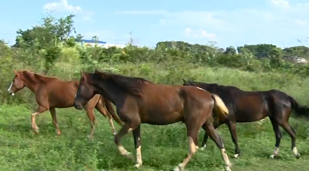 No final da tarde, a GCM localizou três dos cavalos levados de centro hípico de Limeira — Foto: Reprodução/ EPTV
