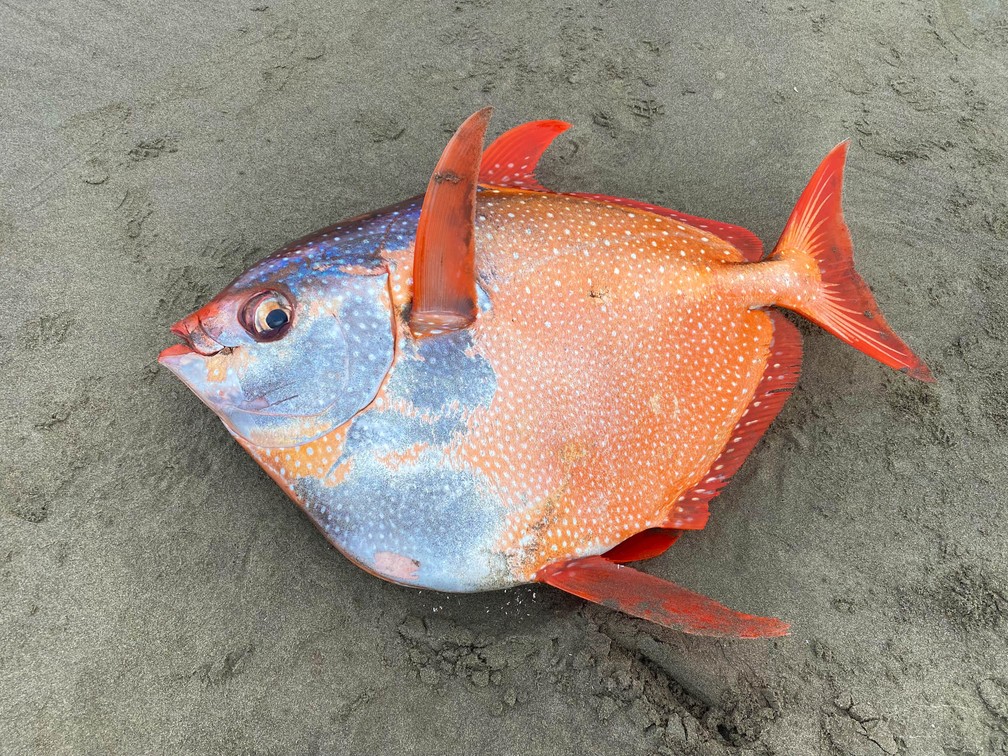 Peixe-lua encontrado na praia de Seaside, no estado americano do Oregon, em 14 de julho de 2021 — Foto: Seaside Aquarium