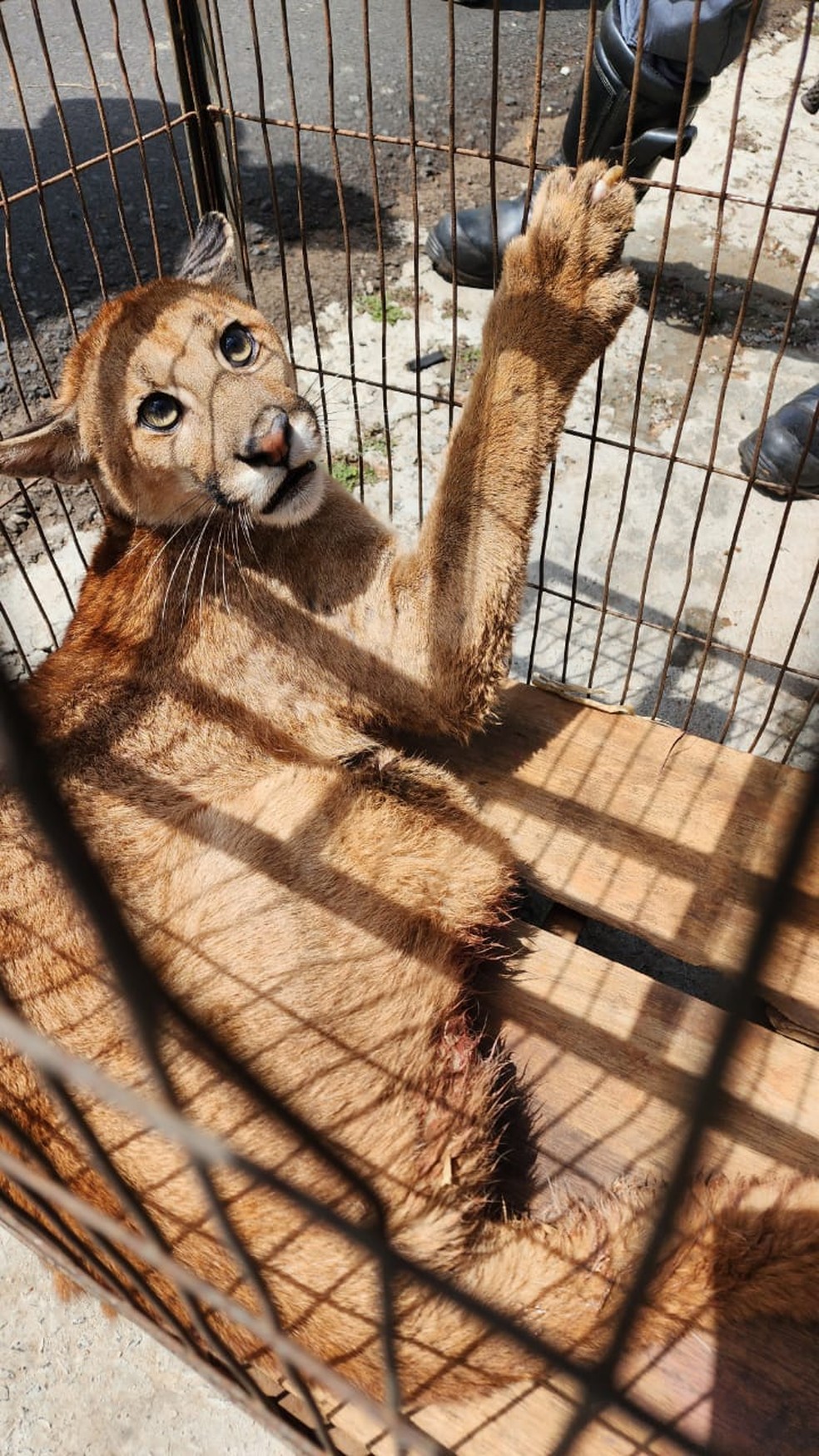 Animal passará por avaliação veterinária — Foto: Corpo de Bombeiros/Divulgação