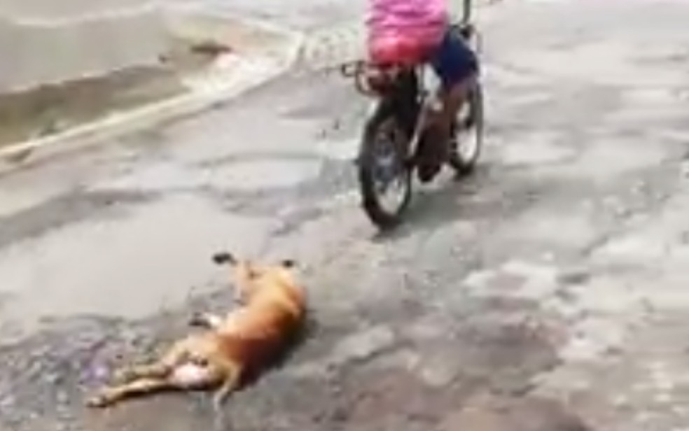 Homem amarra cachorro a moto e o arrasta — Foto: Reprodução/TV Anhanguera