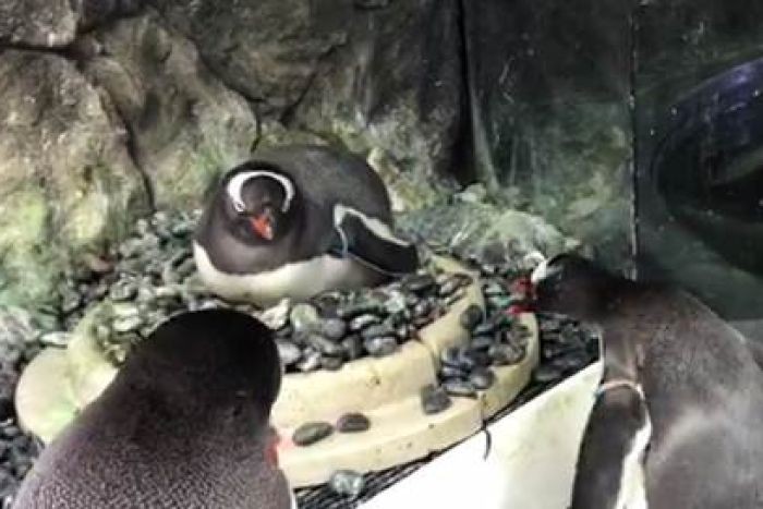 Ninho do casal de pinguins (Foto: Reprodução/ABC News )