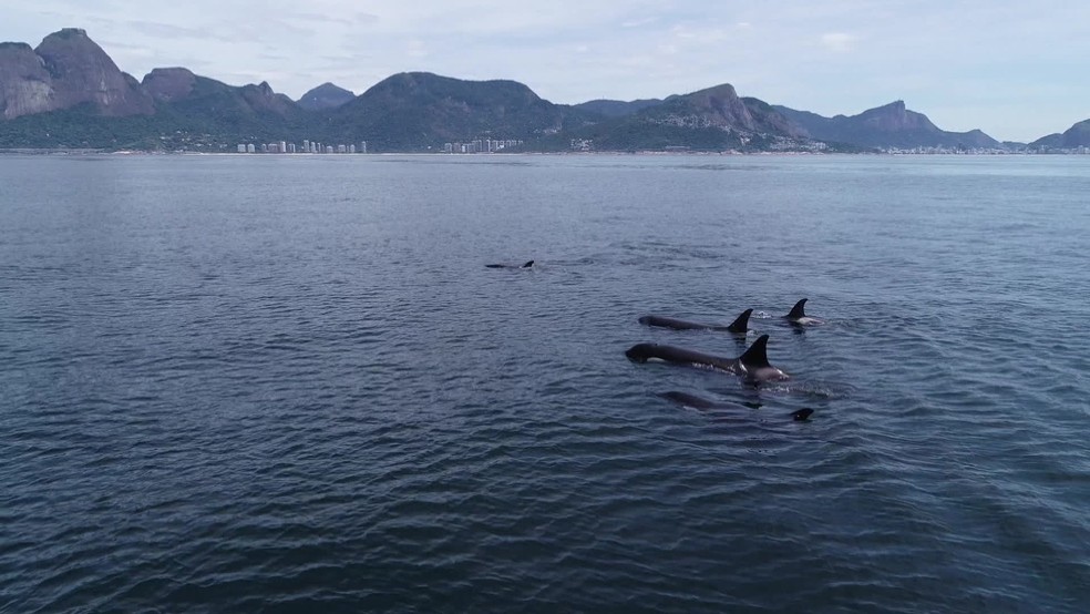 Imagens de orcas na orla do Rio foram feitas por pesquisadores da Uerj — Foto: Divulgação/ Maqua-Uerj