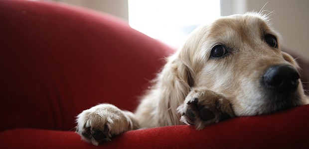 home - seu cachorro realmente sente sua falta? (Foto: Thinkstock)