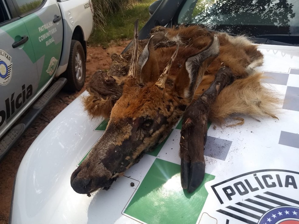 Sitiante vai responder pelo crime de caça em Pacaembu (SP) — Foto: Polícia Militar Ambiental