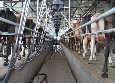 leite-pecuaria-produção-leiteira-mecanizada (Foto: Jorge dos Santos/Ed. Globo)