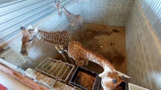 A polícia diz que as girafas foram mantidas em duplas ou grupos de três dentro de baías de 31 metros quadrados com pouca luz e muita umidade (Foto: POLÍCIA FEDERAL/DIVULGAÇÃO)