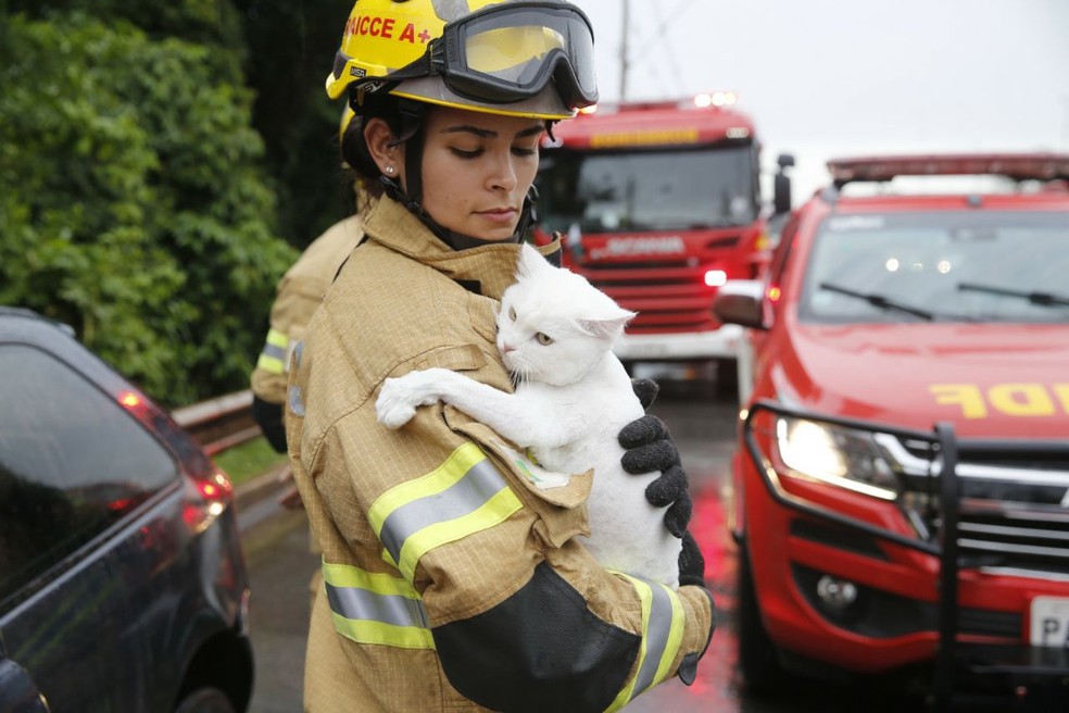 Militar do Corpo de Bombeiros do DF acalma gato que estava em carro envolvido em acidente (Foto: CBMDF/Divulgação)