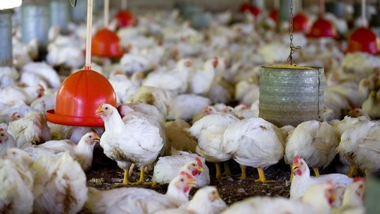 Equador reporta caso de gripe aviária de alto potencial de contágio