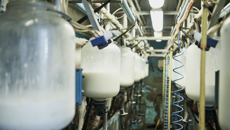 produção leite (Foto: Getty Images)