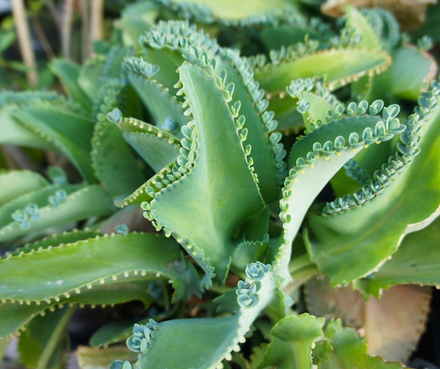 Kalanchoe daigremontiana or  devil's backbone green succulent plant (Foto: Getty Images/iStockphoto)