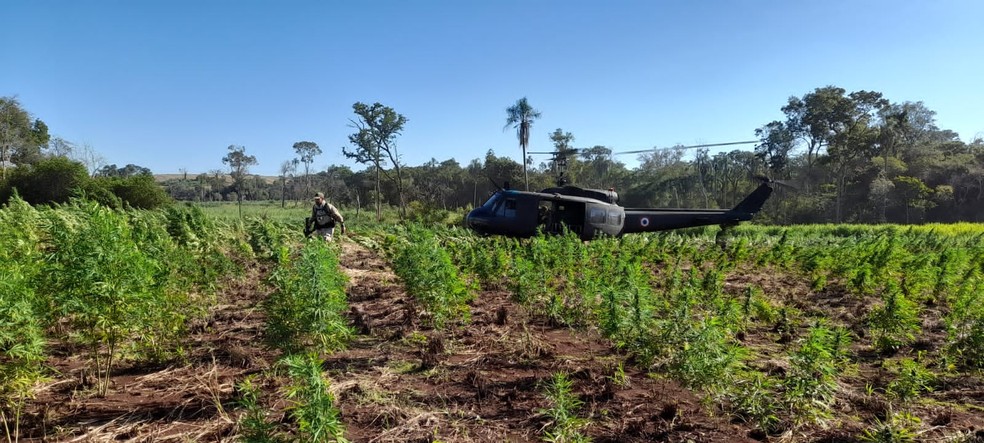 Operação destruiu cerca de 82 toneladas de maconha  — Foto:  Divulgação