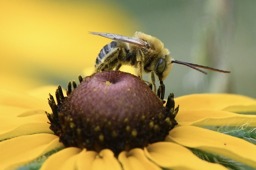 Hemisfério Sul é o berço das abelhas, afirma estudo recente