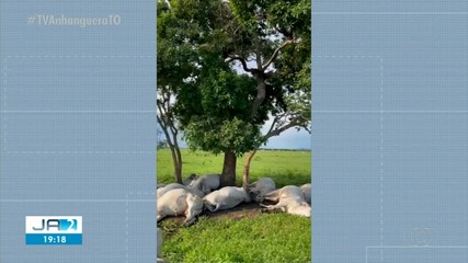 No interior do Tocantins, 14 touros morrem após queda de raio