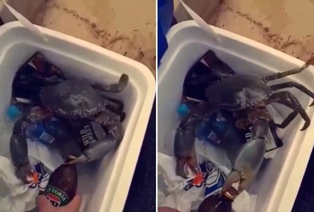 Caranguejo é usado para retirar tampinha de garrafa de cerveja