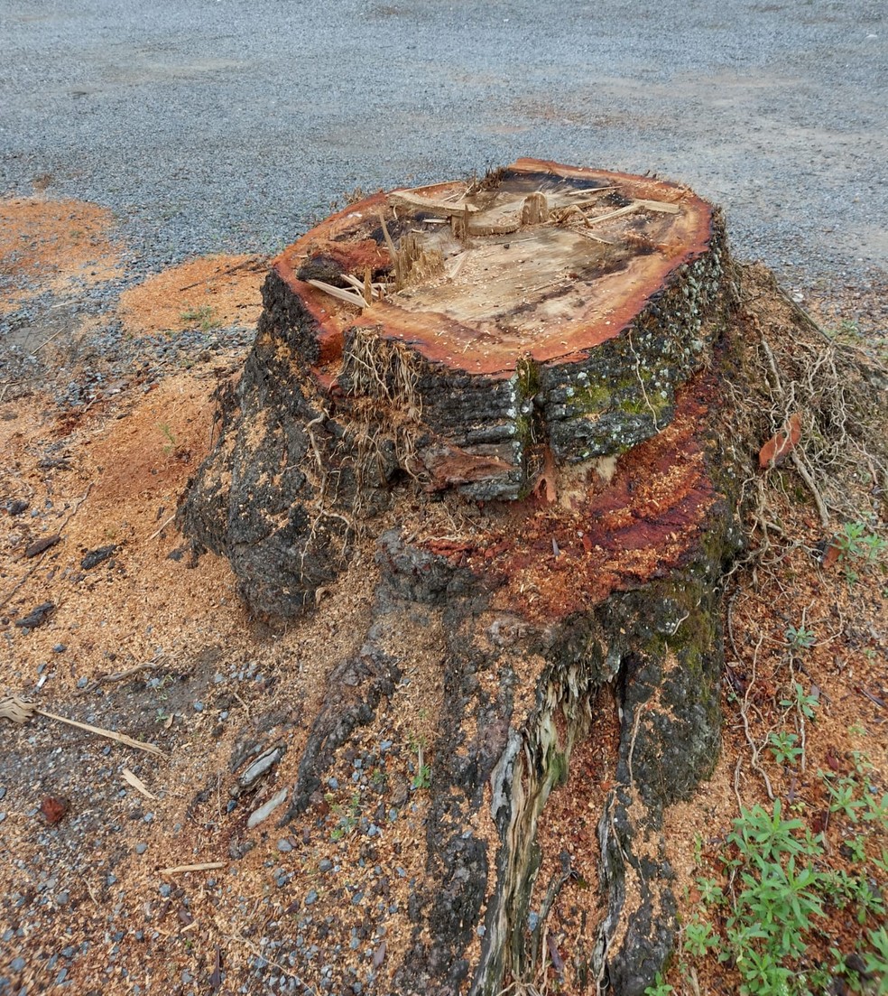 Segundo avaliação da prefeitura árvore estava em situação de risco e foi decidido pelo corte — Foto: Acaprena/ Arquivo pessoal