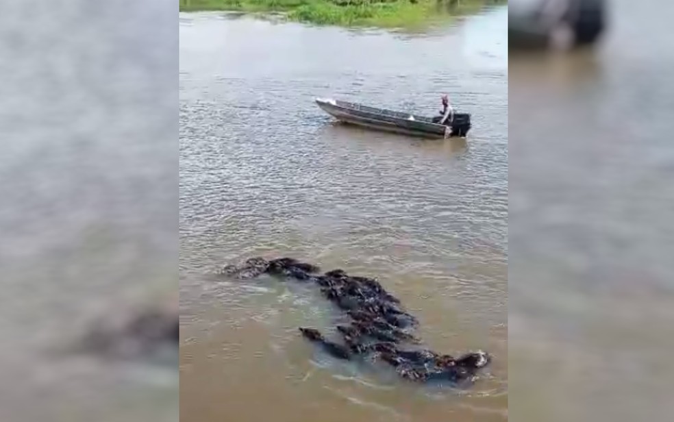 Grupo de porcos do mato nadam pelo Rio Araguaia — Foto: Reprodução/TV Anhanguera