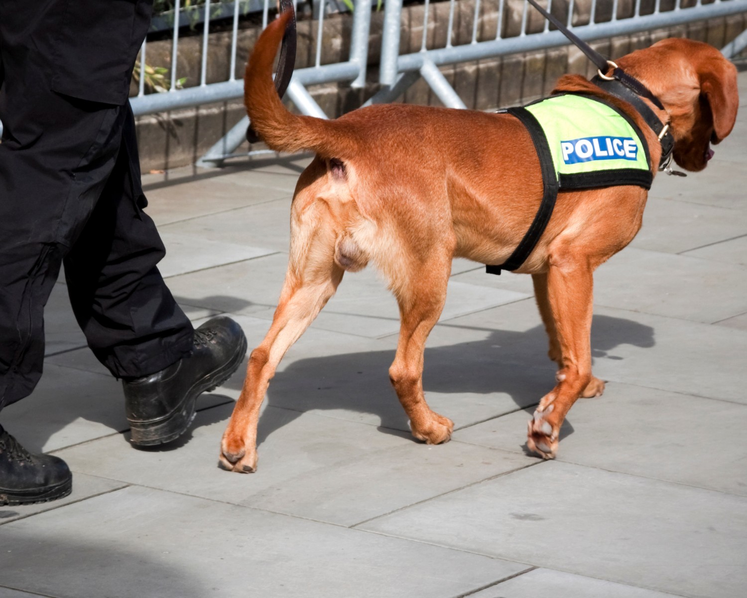 os cães da polícia passam por um treinamento específico para poderem cumprir suas funções com segurança (Foto: Canva/Creative Commons)