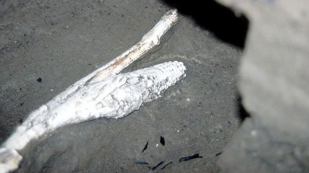 Uma espiga de milho coberta de cinzas manteve sua forma (Foto: PAYSON SHEETS)