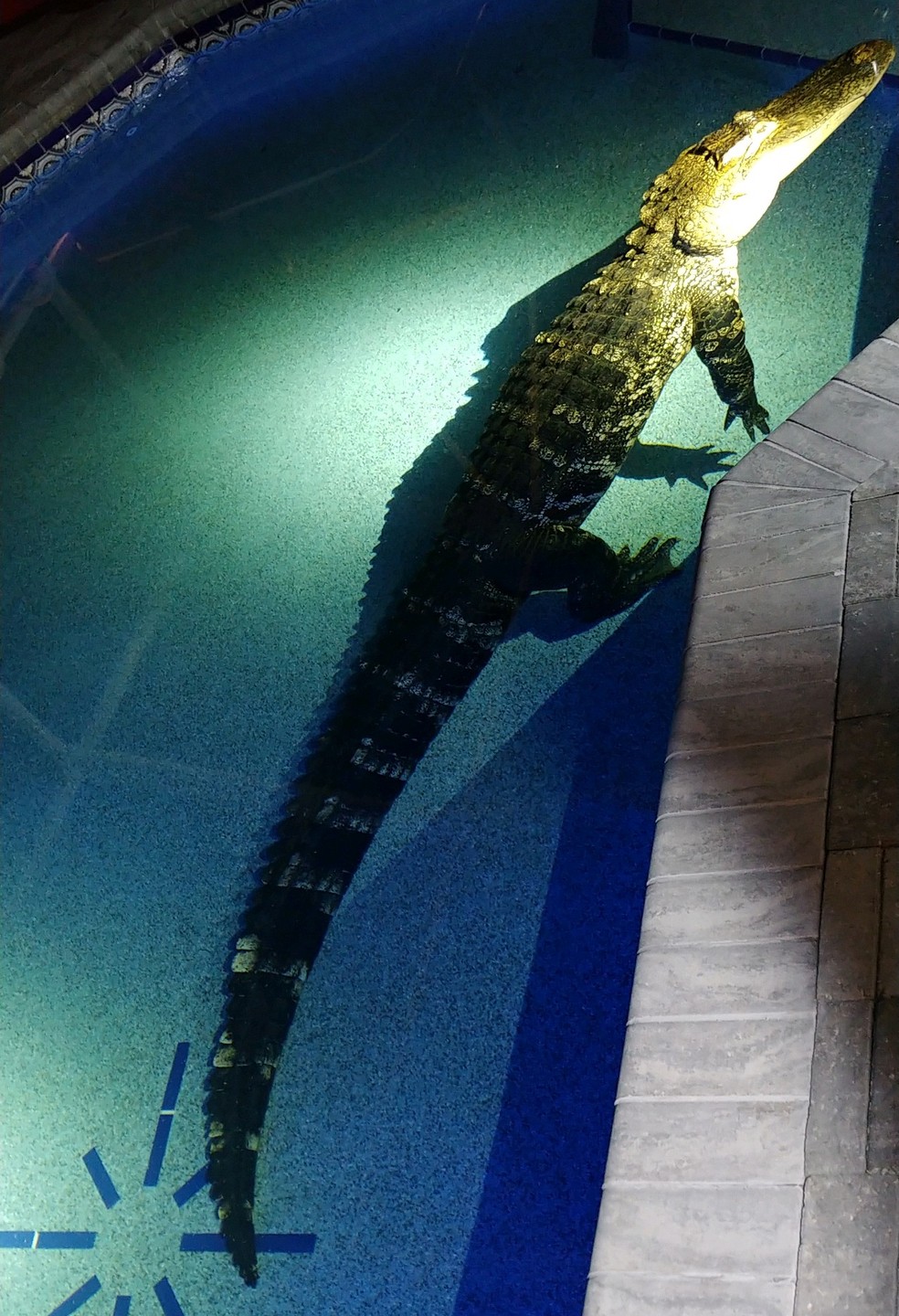 Família escuta barulho e encontra crocodilo de 3 metros em piscina nos Estados Unidos — Foto: Divulgação/Gabinete do Xerife do Condado de Charlotte