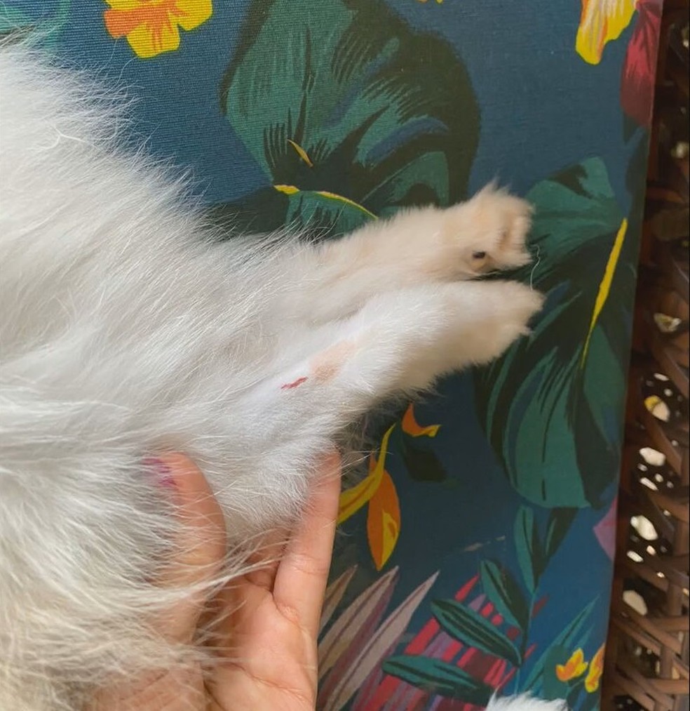 Larissa Marques mostra ferimento na pata de Flock; cachorro morreu enquanto tomava banho em um pet shop de Brasília — Foto: Arquivo pessoal 