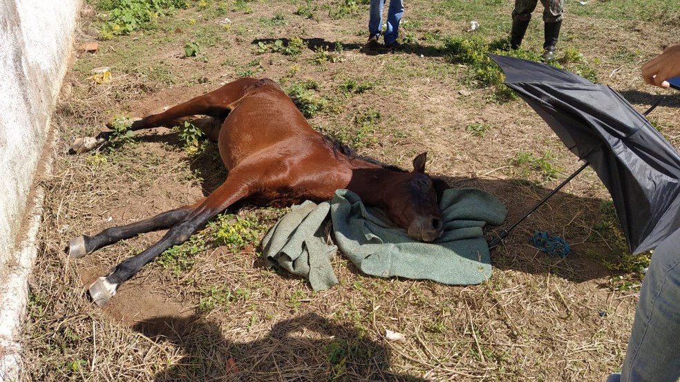 Cavalo estava muito debilitado e morreu logo após atendimento veterinário, diz PMA — Foto: PMA/Divulgação