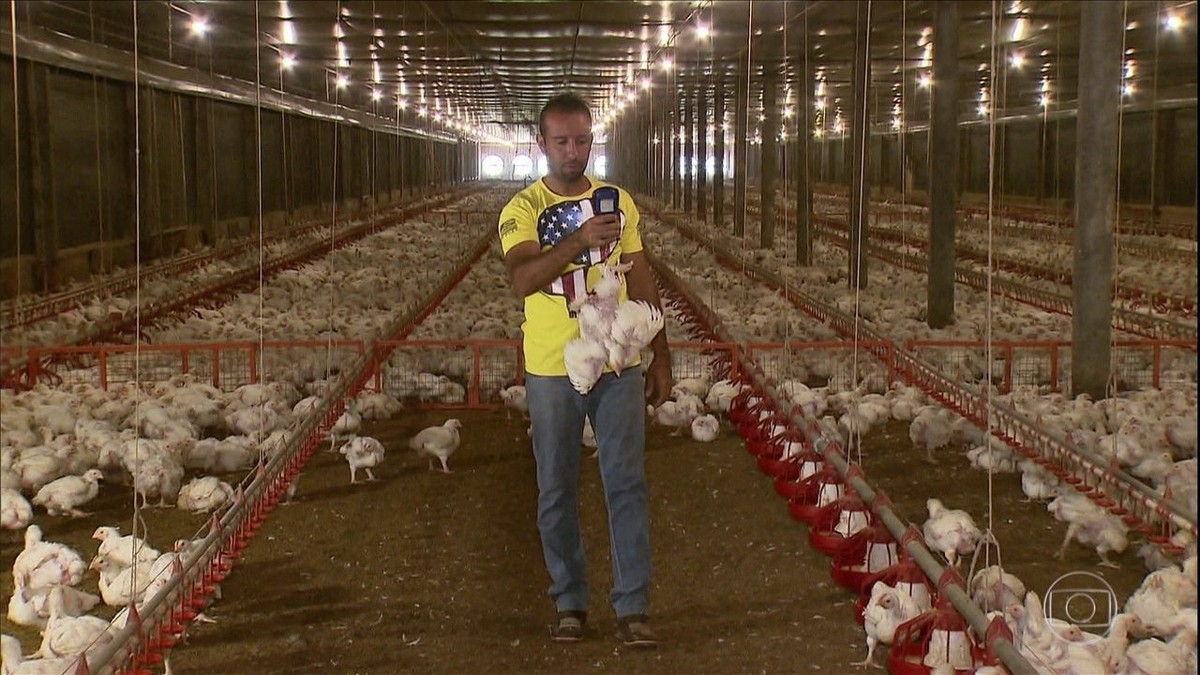 Condomínio de granjas no PR produz 7 milhões de aves por ano thumbnail