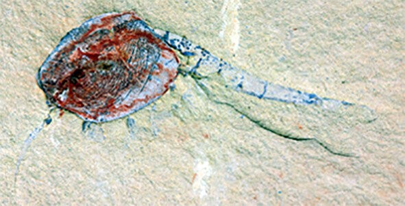 Chuandianella ovata, um crustáceo extinto semelhante ao camarão (Foto: Xianfeng Yang, Yunnan Key Laboratory for Palaeobiology, Yunnan University)