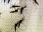 Governo do AP confirma 13 novos casos de zika; todos são de Oiapoque