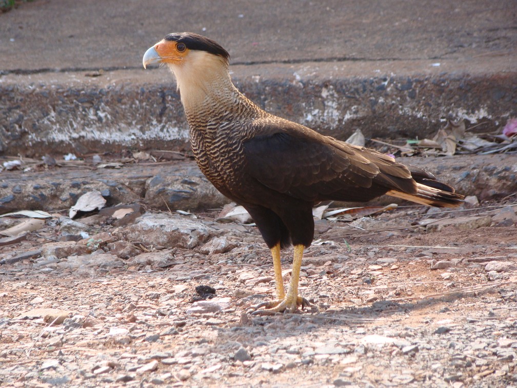 Olhos De Carcara Home Facebook