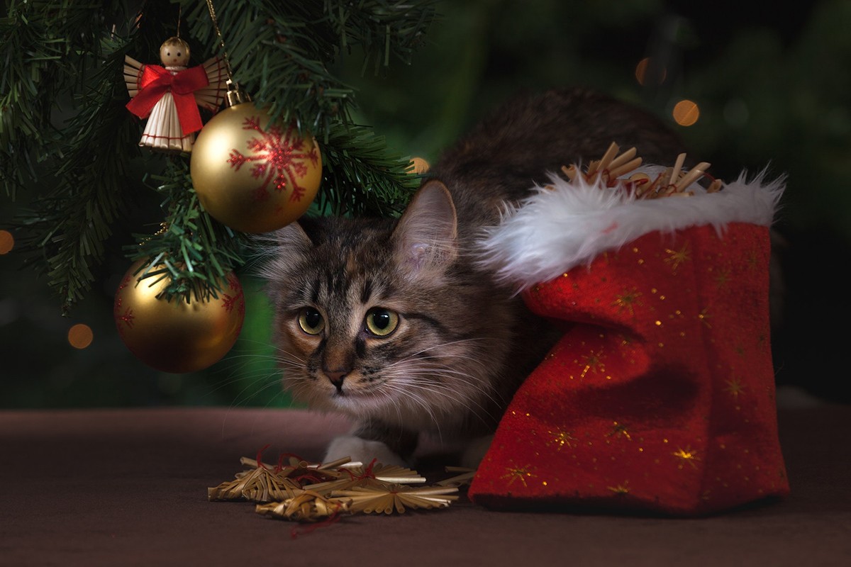 Not everyone who receives an animal as a gift should give away, as this can directly affect their behavior and mental health (Photo: Pexels/Pixabay/CreativeCommons)