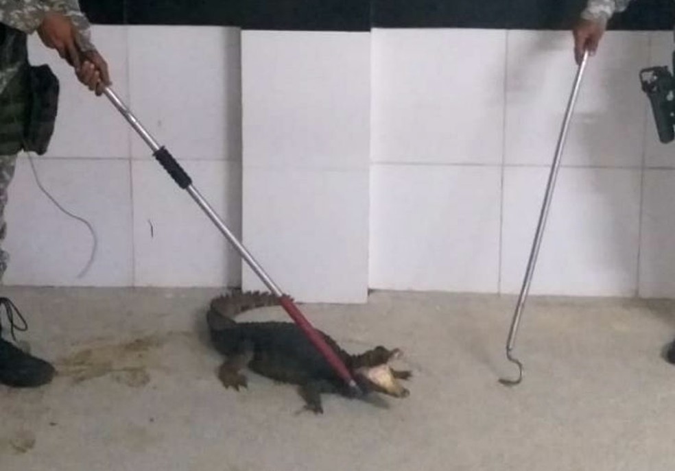 Jacaré é achado em prédio na Avenida Paralela, em Salvador — Foto: Divulgação/Guarda Municipal