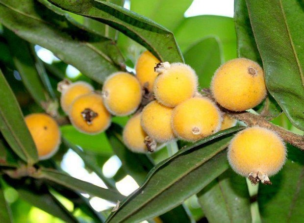 A fruta cabeludinha, também chamada de jabuticaba amarela, é encontrada no sudeste do país (Foto: Reprodução/Pinterest)