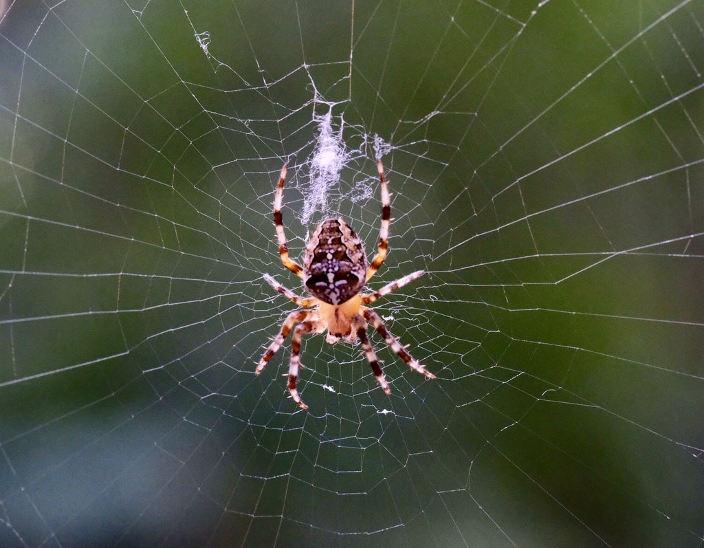 Seda de aranha artificial poderá ser usada no espaço (Foto: Wikimedia Commons/ CC)