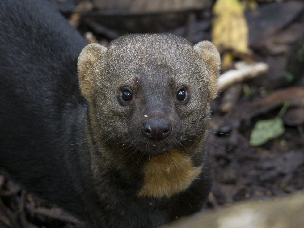 Papa-mel vive em florestas tropicais e se alimenta de frutos e outros animais. — Foto: Divulgação/Fabrício Corsi Arias