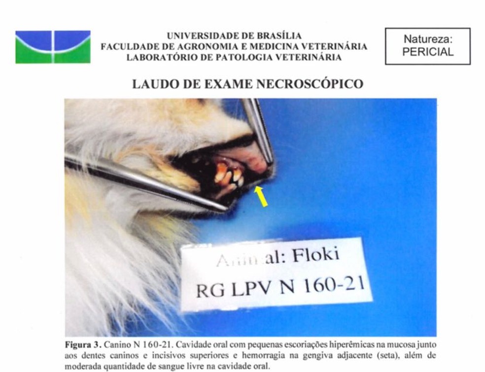 Laudo de exame Necroscópico realizado pela UnB — Foto: UnB/Reprodução