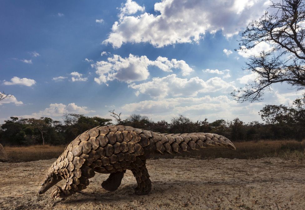 BBC - Foto vencedora da categoria Mundo Natural e Vida Selvagem (Foto: BRENT STIRTON via BBC)